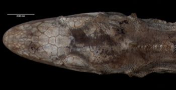 Media type: image;   Herpetology R-60144